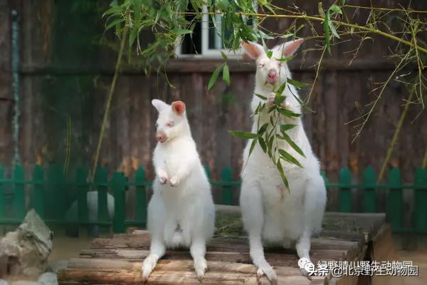 深秋時節，與動物相遇