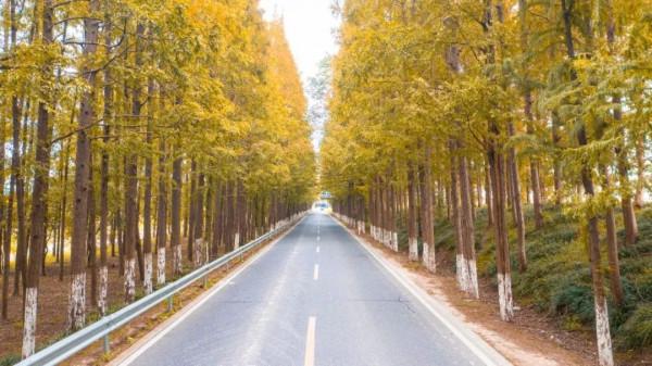 大美臨港丨聽人鯨傳奇、看海天一色、望璀璨星空……這樣的生態寶地，你嚮往嗎？