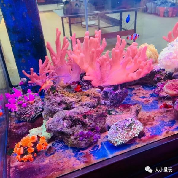 京城八大寶藏花市裡,藏著孩子最愛的植物園和水族館,冬日逛起來 京城八大寶藏花市裡,藏著孩子最愛的植物園和水族館,冬日逛起來