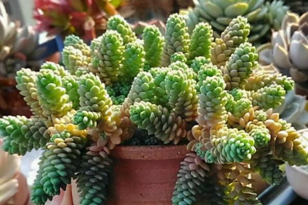 入手的明明是帶有香味的多肉，可是卻聞不到，問題出在這3個方面