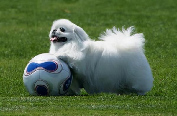 京巴犬的5個“缺點”,你能接受哪一個? 京巴犬的5個“缺點”,你能接受哪一個?