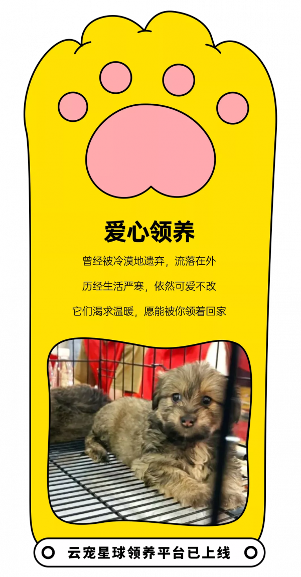 免費領養！零食義賣！萌寵秀！鏟屎官我們來啦