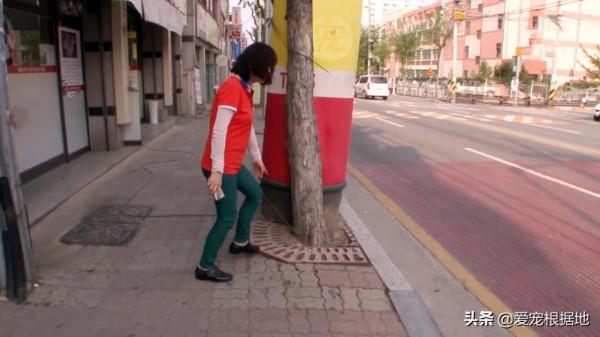 養了7年的狗被人抱走,1個月後與主人再次相遇,它竟忘記了主人 養了7年的狗被人抱走,1個月後與主人再次相遇,它竟忘記了主人