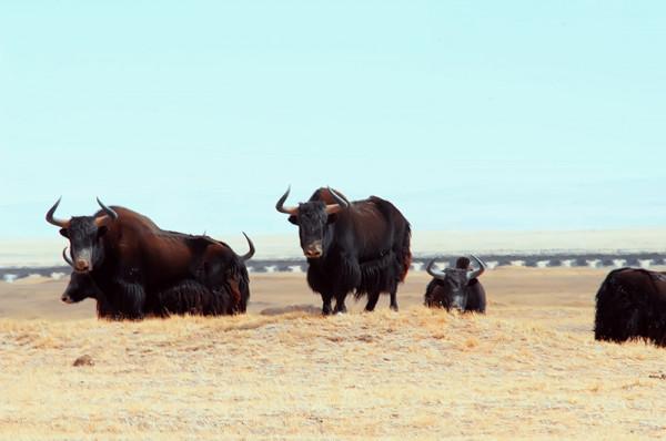 可可西里為何不允許隨意進入？帶你深度瞭解這一“人類禁區”