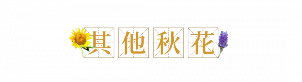 來了！中國賞秋地圖