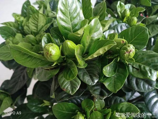 百合開花後，養分消耗太大，補充肥料是關鍵