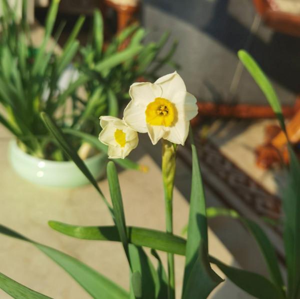 適合冬季養的“3種花”，天天有花可看，越冷花越豔、吉祥又美麗