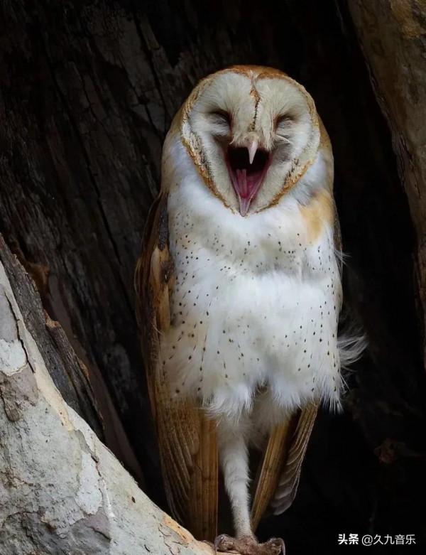 自然界最古靈精怪的精靈