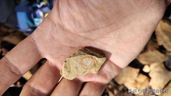 「化石探索」第9期：尋甸化石之旅（三）