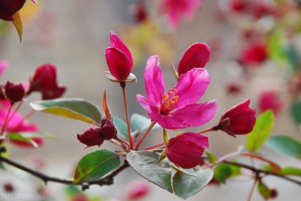 7月，這些花草開始“坐胎”，能不能變“孕婦”，養護很關鍵