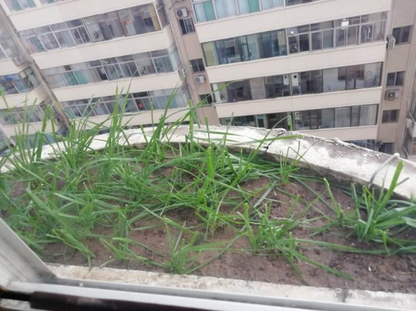 4種蔬菜種在家裡,足不出戶也能養活一家,冬天管夠 4種蔬菜種在家裡,足不出戶也能養活一家,冬天管夠