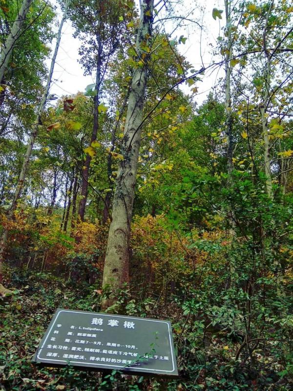 遊東庵森林公園