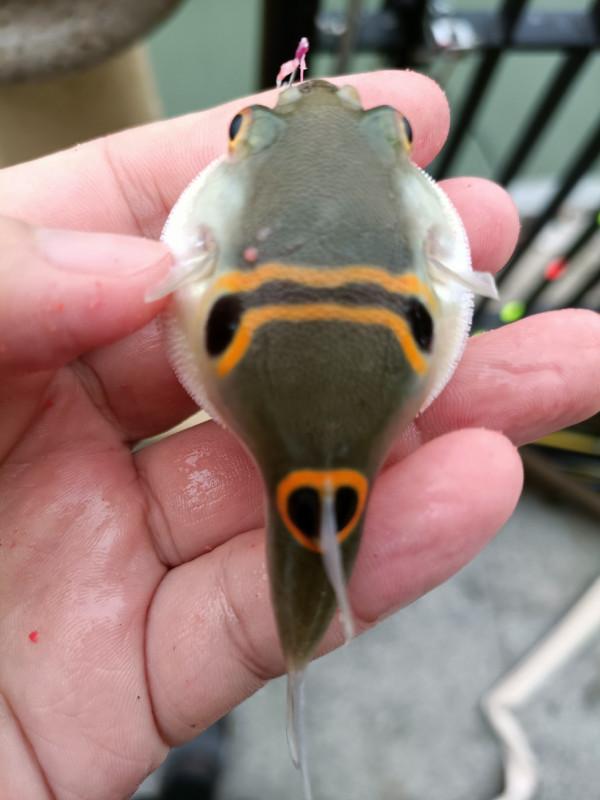 改拉餌釣浮之後，熟悉又陌生的感覺紛紛來襲