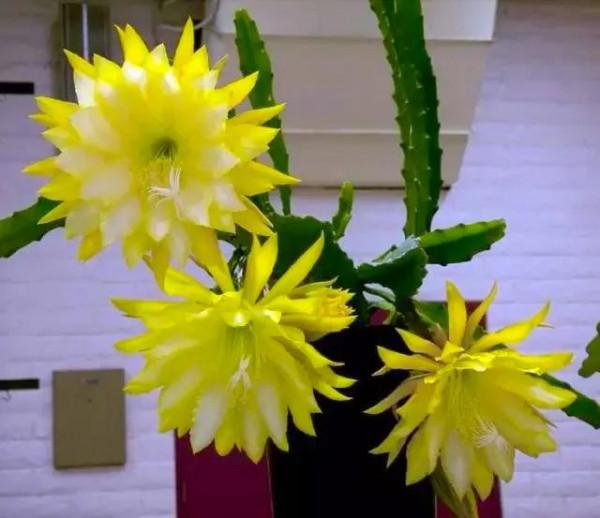 分享：曇花一現，精彩絕倫，讓人驚歎