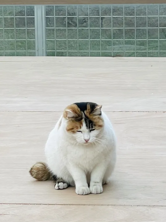 小貓咪的名字真的不能亂起