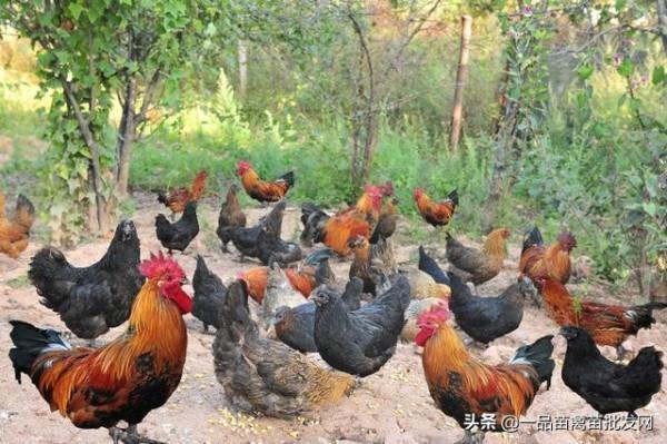 養這種腳杆矮小,年產213枚土雞蛋的“矮腳雞”應該很有搞頭吧? 養這種腳杆矮小,年產213枚土雞蛋的“矮腳雞”應該很有搞頭吧?