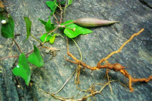 石縫裡一種“白人參”,路過不留意當雜草,少有人知具體珍貴价值 石縫裡一種“白人參”,路過不留意當雜草,少有人知具體珍貴价值