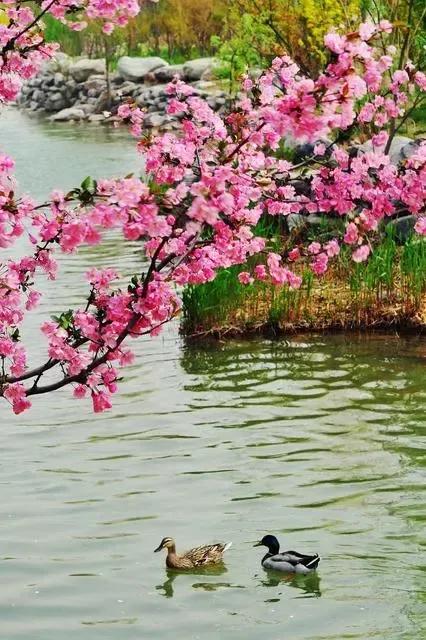 現代詩：春歸有覓處