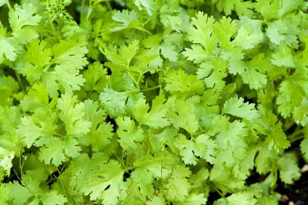 15 種在家庭中容易種植的香草