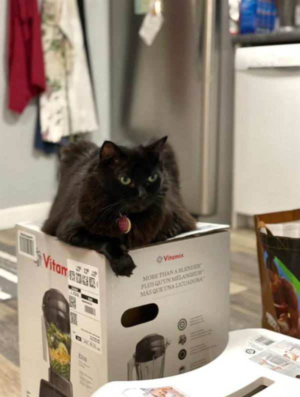 一個盒子引發的“戰爭”！三隻貓輪流搶佔盒子“站崗”，已經對峙三週……