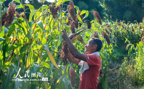 四川瀘州：高粱紅 收割忙