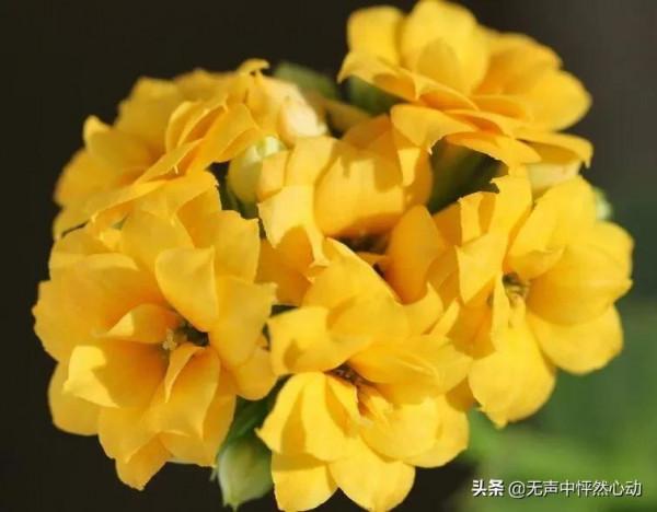 鵝黃色長壽花，給你帶來清新寧靜的淡淡溫暖