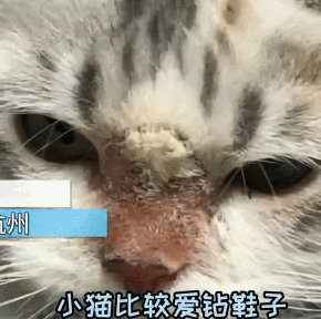 貓咪平時喜歡鑽鞋子，被傳染得了貓癬，喵：你有腳氣不早說？