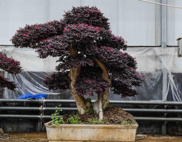 如果你家有庭院,一定要養盆景 如果你家有庭院,一定要養盆景