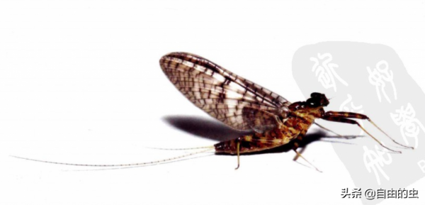 蜉蝣目之黑扁蜉