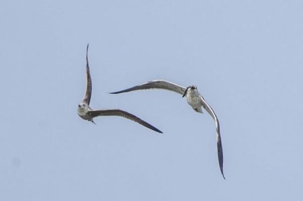 照片故事～溼地鳥類