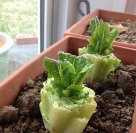 這種菜吃完“頭”不要扔,學我這麼養,10天成盆栽,好看又好吃 這種菜吃完“頭”不要扔,學我這麼養,10天成盆栽,好看又好吃