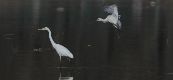 都是國寶和國保!山西汾河沿岸的精靈 都是國寶和國保!山西汾河沿岸的精靈