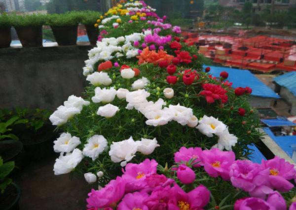 元旦前後養草花當首選這3樣,花色繁雜,好打理,可輕鬆擁有花海 元旦前後養草花當首選這3樣,花色繁雜,好打理,可輕鬆擁有花海