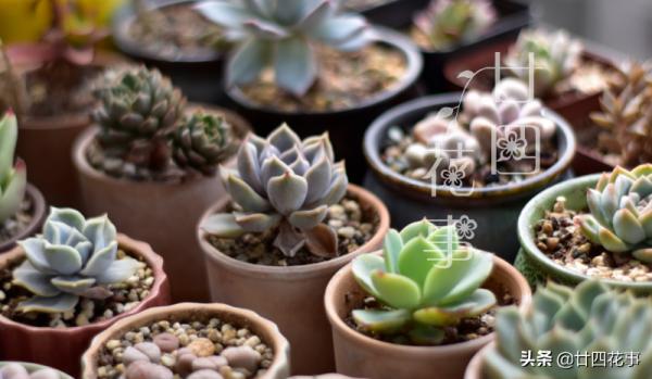 秋天養多肉,運用3要素合理虐養,適當“進補”,養出果凍小胖墩 秋天養多肉,運用3要素合理虐養,適當“進補”,養出果凍小胖墩