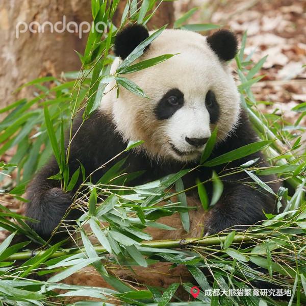 這年頭，沒點才藝還不能當國寶了？