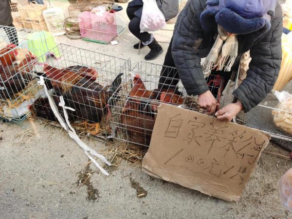 東北大集都有點啥，快跟我一起逛逛