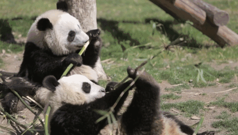 可愛又呆萌的國寶熊貓誰不喜歡