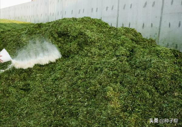 高產牧草魯梅克斯的營養價值，收割飼餵要注意，如何提高適口性？