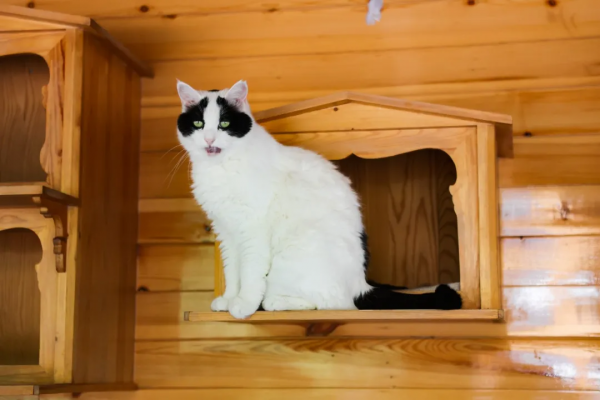 我是大阿寶，不是大熊貓