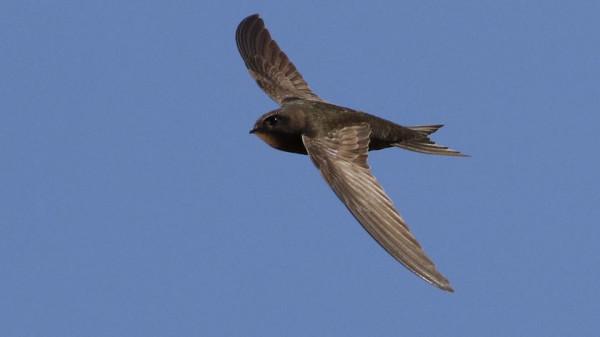空中連續飛行十個月,累了就邊飛邊睡,雨燕為何如此強悍? 空中連續飛行十個月,累了就邊飛邊睡,雨燕為何如此強悍?