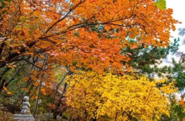 賞秋時節 | 打卡京郊這10條鄉村公路，藏著北京最美的秋天