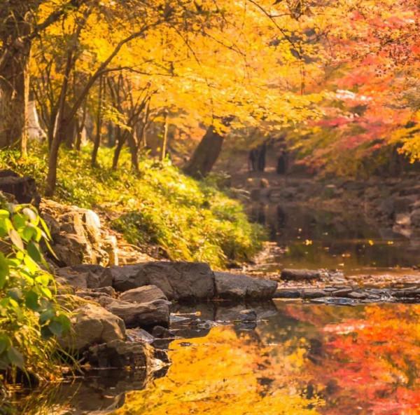 金秋十月，沉醉在江南絕美的秋色中，經典還免費