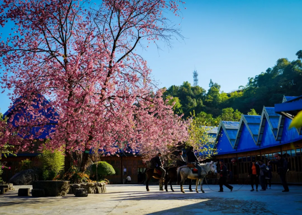 去騰衝櫻花谷，賞“浪漫櫻花”