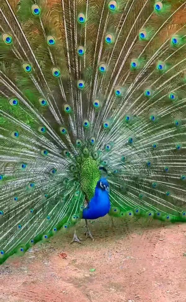 孔雀開屏。