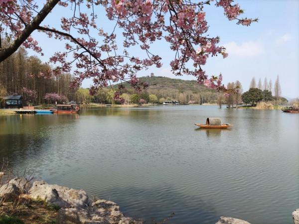 黿頭渚櫻花先睹為快