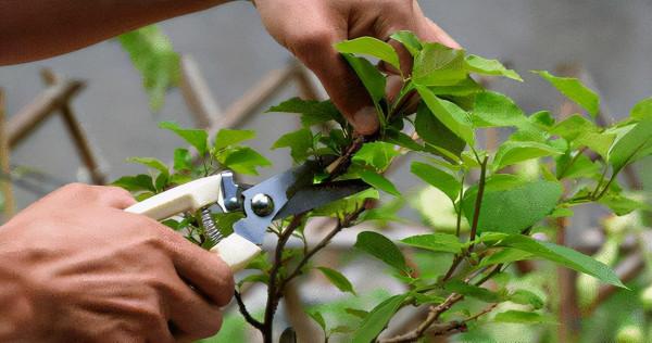 你家三角梅不開花,用了這3招,花開滿枝條 你家三角梅不開花,用了這3招,花開滿枝條