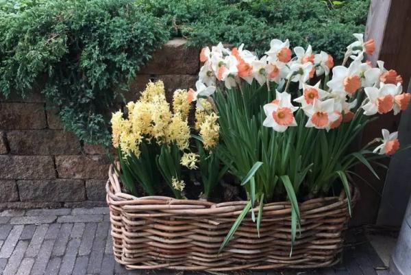 適合秋季養殖的3種球根植物,陽臺盆栽,2個月就開花,美極了 適合秋季養殖的3種球根植物,陽臺盆栽,2個月就開花,美極了