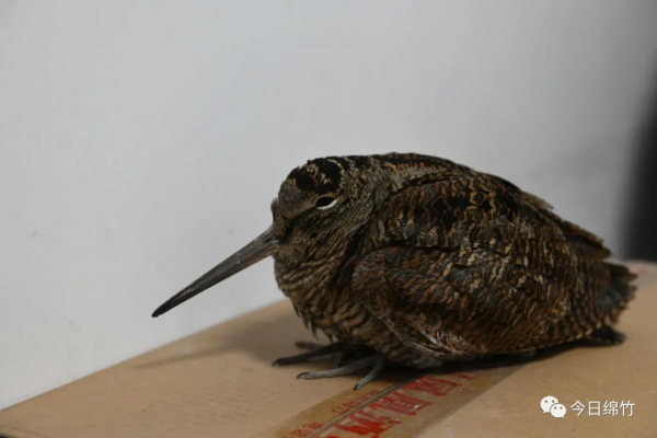 你知道“鷸蚌相爭”的“鷸”長啥樣嗎？綿竹發現了它