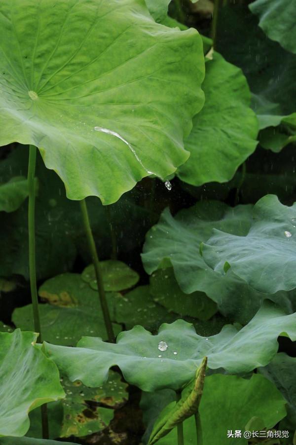 煙雨江南，水韻湖州——雪不來，聽雨也是一種心境