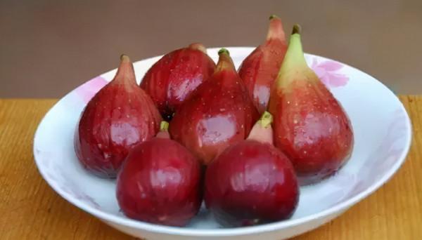 無花果,太厲害了!難以置信 無花果,太厲害了!難以置信